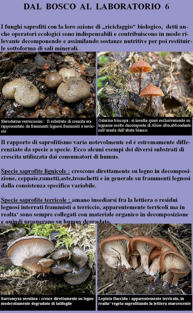 Dal Bosco al Laboratorio